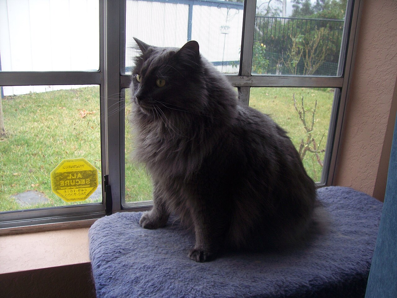 A Cymric cat resting on a cushion by a window.